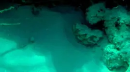 Video-cannonsIII_2Gcrop.webp
