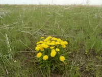 dandelions 2.webp