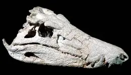 050217_skull_hmed.grid-6x2.webp