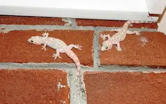 Lizards 1.webp