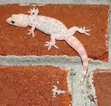 Lizard.webp
