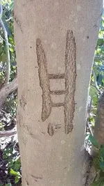 Tree Ladder.webp Tree Ladder.webp