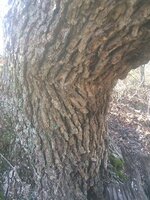 Hoot Owl Tree Thong Marks.jpg