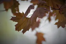 IMG_1735 (2).webp