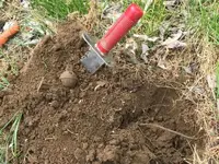In the Dirt.webp