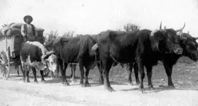 kerrville-ox-wagon.webp