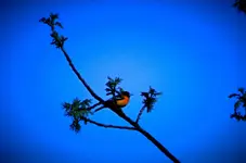 Oriole.webp