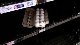 eggs 2.webp