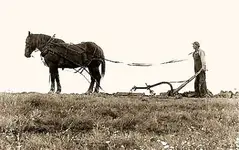 plow horse.webp