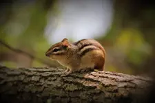 Chipmunk.webp
