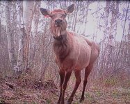 Elk Sized.JPG
