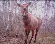 Elk Sized.webp