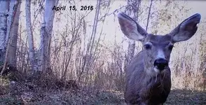 Deer Sized.webp Deer Sized.webp