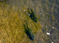 DSCN0911.webp
