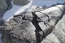 Petrified Bones 2.webp