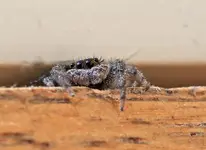 001foureyes2.webp
