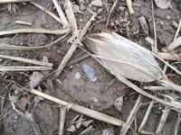 100_0295.webp