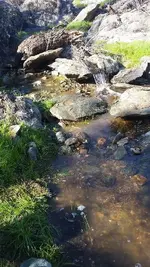 gold camping 1.webp