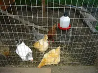DSCN0050.webp