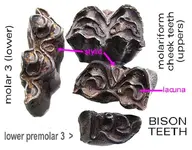 bisonteethocclusalstylid.webp