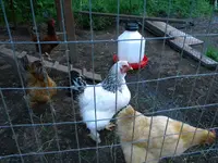 DSCN0047.webp