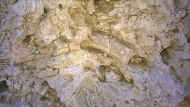 tx. fossil 1.jpg