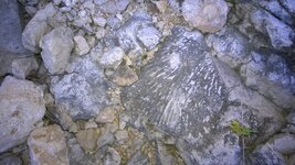 tx. fossil 2.jpg