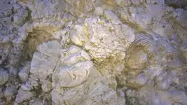 tx. fossil.webp tx. fossil.webp
