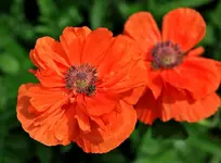 006poppy.webp