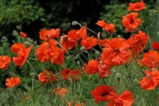 008poppys.webp
