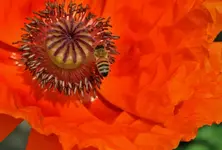 015hbpoppyone.webp