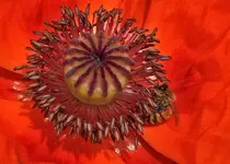013hbpoppy.webp