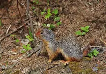 marmot1.webp