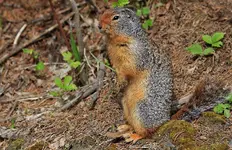 marmot2.webp