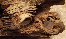 DSCN2741.webp