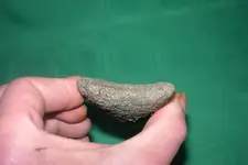clam find 002.webp