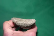 clam find 009.webp