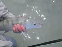 bonefish016.webp