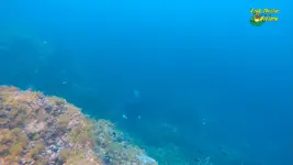 garrette-free-dive3.webp
