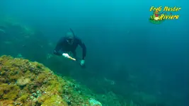 garrette-free-dive5.webp