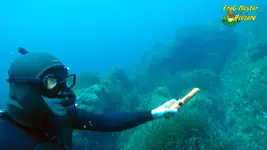 garrette-free-dive7.webp
