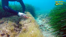 garrette-free-dive8.webp