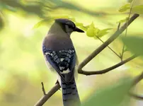 Bright Jay.webp