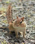 Chubby Cheeks 2.webp