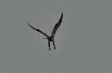 K1600_Hawk.webp