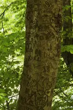 K1600_Initial Tree.webp