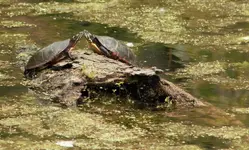 K1600_Kissing Turtles.webp