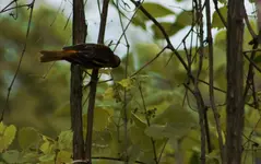 K1600_Oriole.webp
