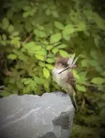 K1600_Bird and Fly.webp