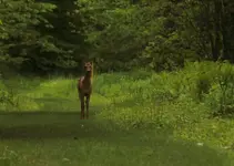 K1600_Deer.webp